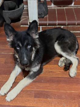 JEWEL -  German Shepherd Dog and Husky Dog for Adoption in Los Angeles, California - JEWEL | PetCurious