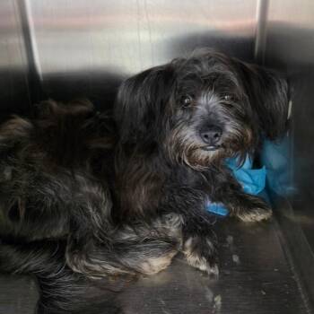 Colter Wayne -  Shih Tzu Dog for Adoption in Houston, Texas - Colter Wayne | PetCurious