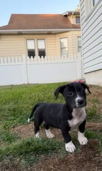 Oreo -  Beagle and Terrier Dog for Adoption in Berlin, New Jersey - Oreo | PetCurious