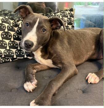 Pit Bull Terrier Dogs Available for Adoption in Hop Bottom, Pennsylvania - Nixie | PetCurious