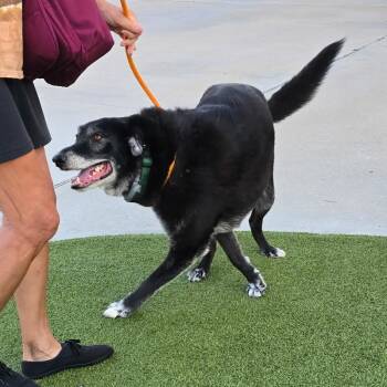 Rescue Labrador Retriever Dogs for Adoption in Spring, Texas - MAJOR | PetCurious