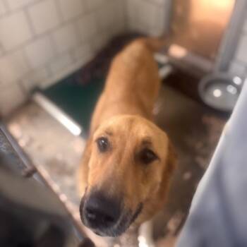 Lola -  Great Pyrenees and Shepherd Dog for Adoption in Starkville, Mississippi - Lola | PetCurious