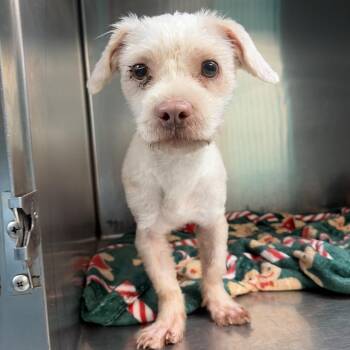Bob -  Shih Tzu Dog for Adoption in Lake Jackson, Texas - Bob | PetCurious