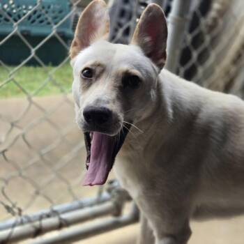 Rescue German Shepherd Dog Dogs for Adoption in Mansfield, Texas - Cirrus | PetCurious