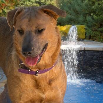 Apple -  Labrador Retriever and American Staffordshire Terrier Dog for Adoption in Kingman, Arizona - Apple | PetCurious