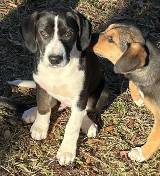 Border Collie and Coonhound Dogs Available for Adoption - Blaze | PetCurious