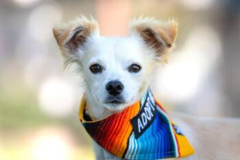 Gil -  Chihuahua Dog for Adoption in Santa Rosa, California - Gil | PetCurious