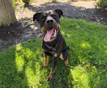 GRIZZ -  Rottweiler Dog for Adoption in Antioch, California - GRIZZ | PetCurious