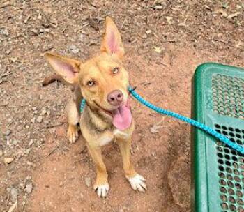 SCOTT -  German Shepherd Dog Dog for Adoption in Clyde, North Carolina - SCOTT | PetCurious