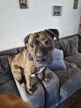 Pit Bull Terrier Dogs Available for Adoption - Oakley | PetCurious