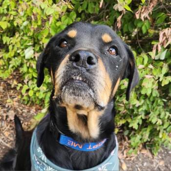 Rottweiler Dogs Available for Adoption - Pepsi JuM | PetCurious