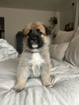 German Shepherd Dog Dogs Available for Adoption - Bowie (fka August) Blue Collar | PetCurious