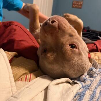 Cali -  Pit Bull Terrier Dog for Adoption in Springboro, Ohio - Cali | PetCurious