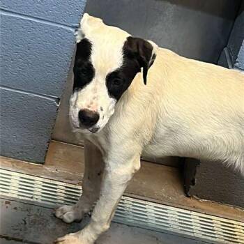 Ostrich -  Mixed Breed Dog for Adoption in Gadsden, Alabama - Ostrich | PetCurious