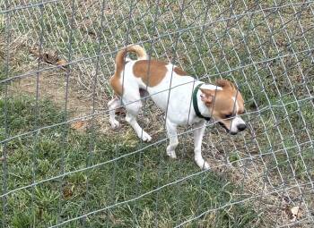 Neo -  Boston Terrier and Terrier Dog for Adoption in Bartlesville, Oklahoma - Neo | PetCurious