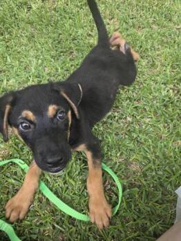Ziggy -  German Shepherd Dog and Australian Shepherd Dog for Adoption in Liverpool, Texas - Ziggy | PetCurious