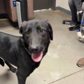 Black Labrador Retriever Dogs Available for Adoption - Tera | PetCurious