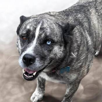 Jada -  Australian Cattle Dog Blue Heeler and Akita Dog for Adoption in Sequatchie, Tennessee - Jada | PetCurious
