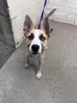 AURORA -  Siberian Husky and German Shepherd Dog Dog for Adoption in San Bernardino, California - AURORA | PetCurious