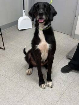 Minerva (Lovey) -  Irish Wolfhound and Labrador Retriever Dog for Adoption in Sorrento, Louisiana - Minerva (Lovey) | PetCurious