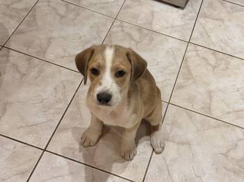 Golden Retriever and English Pointer Dogs Available for Adoption - Bacchus | PetCurious
