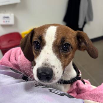 YORK-Stray-16176 -  Jack Russell Terrier and Mixed Breed Dog for Adoption in York, Pennsylvania - YORK-Stray-16176 | PetCurious