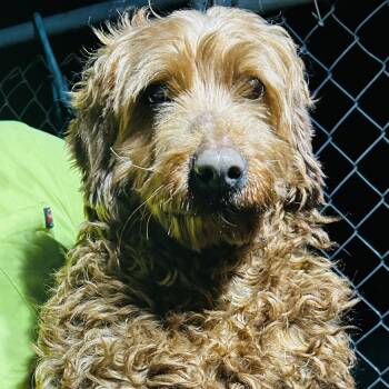Goldendoodle Dogs Available for Adoption - Nikki | PetCurious