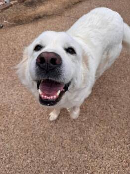 Great Pyrenees Dogs Available for Adoption - Jenny | PetCurious