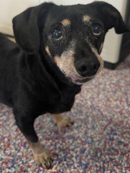 Otto in NC -  Dachshund and Chihuahua Dog for Adoption in Shelbyville, Tennessee - Otto In NC | PetCurious
