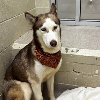Shiba -  Siberian Husky Dog for Adoption in Birmingham, Alabama - Shiba | PetCurious