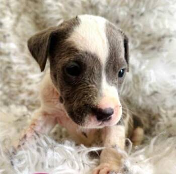Mixed Breed Dogs Available for Adoption - Lisa Frank (p) | PetCurious