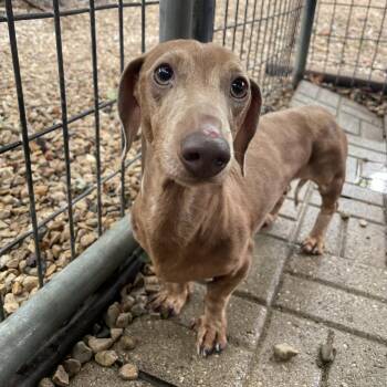 Redding -  Dachshund Dog for Adoption in Madison, Wisconsin - Redding | PetCurious