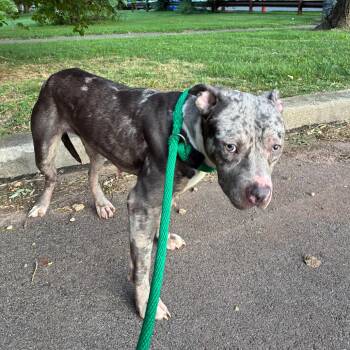 Pepper -  Mixed Breed Dog for Adoption in Philadelphia, Pennsylvania - Pepper | PetCurious