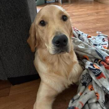 Piper -  Golden Retriever Dog for Adoption in Louisville, Kentucky - Piper | PetCurious