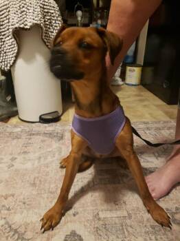 Miss Rosie -  Boxer and Pug Dog for Adoption in Aurora, Indiana - Miss Rosie | PetCurious