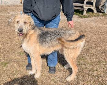 Irish Wolfhound Dogs Available for Adoption - Jake | PetCurious