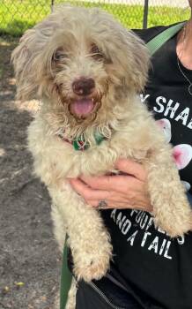 Anaklin -  Mixed Breed Dog for Adoption in Ruskin, Florida - Anaklin | PetCurious
