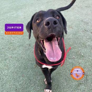 Jupiter -  Labrador Retriever and Mixed Breed Dog for Adoption in El Paso, Texas - Jupiter | PetCurious