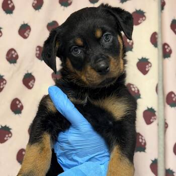 Jolene -  Rottweiler Dog for Adoption in San Antonio, Texas - Jolene | PetCurious
