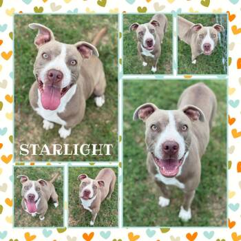 Rescue Pit Bull Terrier Dogs for Adoption in Fort Smith, Arkansas - Starlight | PetCurious