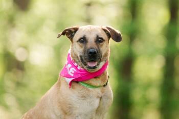 Rescue Mountain Cur and Mixed Breed Dogs for Adoption in Madison, Georgia - Bella | PetCurious