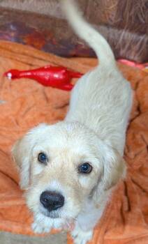 Parker -  Goldendoodle and Golden Retriever Dog for Adoption in Watertown, Connecticut - Parker | PetCurious