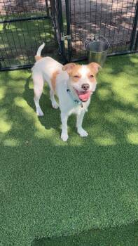 Booker -  Terrier Dog for Adoption in Lakeland, Florida - Booker | PetCurious