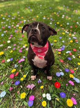 Mixed Breed Dogs Available for Adoption - Hela | PetCurious