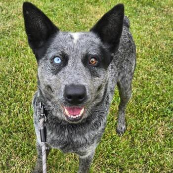 Mixed Breed Dogs Available for Adoption in Hendersonville, North Carolina - Hogan | PetCurious