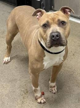 Pit Bull Terrier Dogs Available for Adoption - Flirty | PetCurious