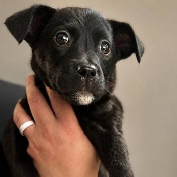 GERTIE -  Mixed Breed Dog for Adoption in Cranston, Rhode Island - GERTIE | PetCurious