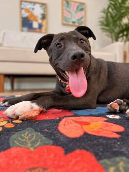 Angel Wings Landing -  Pit Bull Terrier and Labrador Retriever Dog for Adoption in Friendswood, Texas - Angel Wings Landing | PetCurious