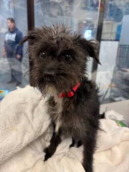 Skeksil -  Poodle and Terrier Dog for Adoption in Carson City, Nevada - Skeksil | PetCurious