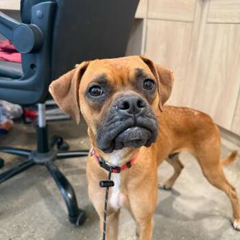 Boxer and Beagle Dogs Available for Adoption in Louisville, Kentucky - Popeye | PetCurious